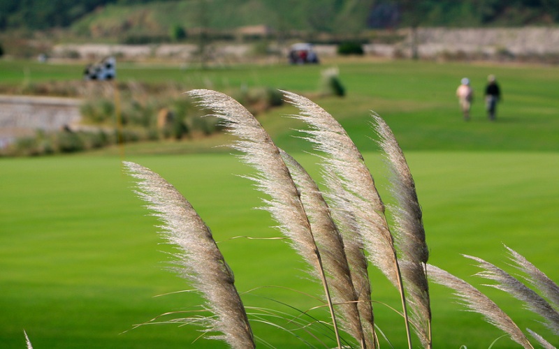 golf course in the wind